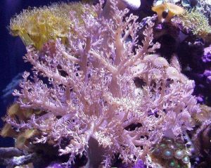 Kenya Tree coral (Capnella)
