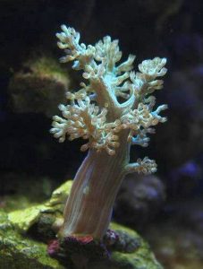 Kenya Tree coral (Capnella)
