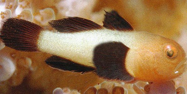 Panda Goby (Paragobiodon lacunicolus)