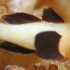 Panda Goby (Paragobiodon lacunicolus)