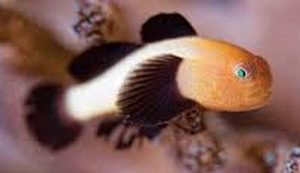Panda Goby (Paragobiodon lacunicolus)