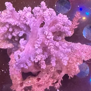 Pink Kenya Tree coral (Capnella)