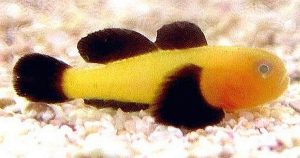 Panda Goby (Paragobiodon lacunicolus)