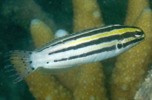Striped Blenny(Meiacanthus grammistes)