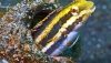 Striped Blenny(Meiacanthus grammistes)