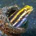 Striped Blenny(Meiacanthus grammistes)