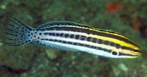 Striped Blenny(Meiacanthus grammistes)