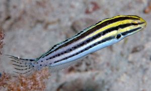 Striped Blenny(Meiacanthus grammistes)