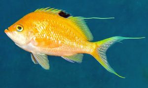 Female Male Cherry Sakura Anthias (Sacura margaritacea)