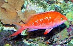 Male Cherry Sakura Anthias (Sacura margaritacea)