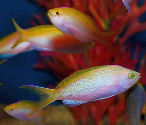 Bartlett's Anthias School (Pseudanthias bartlettorum)