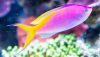 Bartlett's Anthias (Pseudanthias bartlettorum)