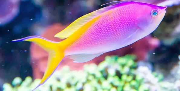 Bartlett's Anthias (Pseudanthias bartlettorum)