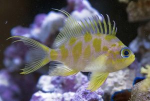 Blotched Anthias (Odontanthias borbonbius)