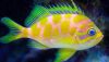 Blotched Anthias (Odontanthias borbonbius)