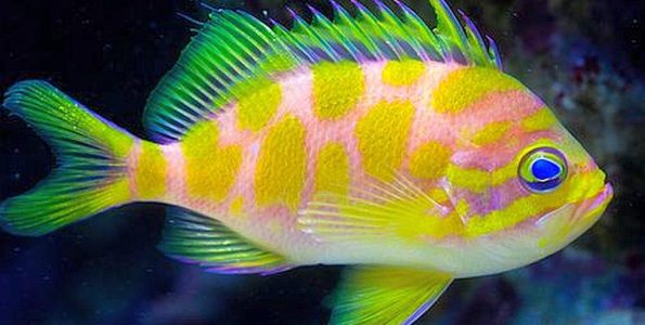 Blotched Anthias (Odontanthias borbonbius)