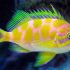 Blotched Anthias (Odontanthias borbonius)
