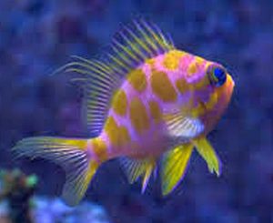 Blotched Anthias (Odontanthias borbonbius)