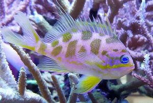 Blotched Anthias (Odontanthias borbonbius)