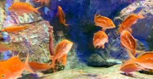 Cherry Sakura Anthias (Sacura margaritacea) School