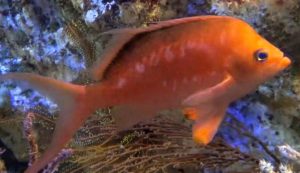 Male Cherry Sakura Anthias (Sacura margaritacea)