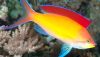 Dispar Anthias (Pseudanthias dispar)