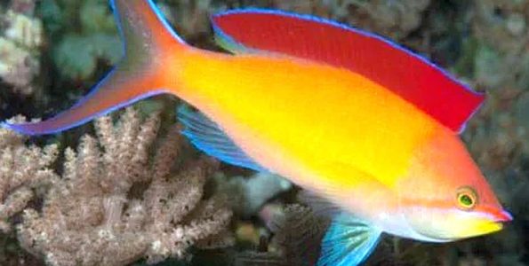 Dispar Anthias (Pseudanthias dispar)