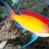 Dispar Anthias (Pseudanthias dispar)