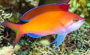 Dispar Anthias (Pseudanthias dispar) 