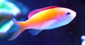 Dispar Anthias (Pseudanthias dispar)