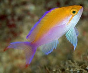 Ignitus Anthias (Pseudanthias ignitus)