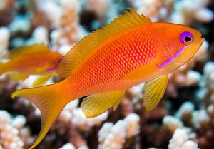 Lyretail Anthias (Pseudanthias squamipinnis)