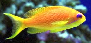 Lyretail Anthias (Pseudanthias squamipinnis)