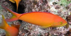 Ignitus Anthias (Pseudanthias ignitus)