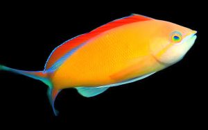 Ignitus Anthias (Pseudanthias ignitus)