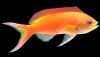 Ignitus Anthias (Pseudanthias ignitus)