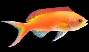 Ignitus Anthias (Pseudanthias ignitus)