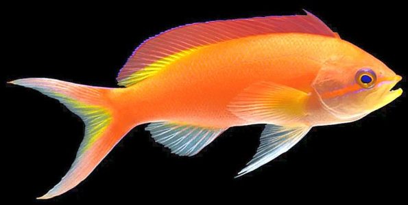 Ignitus Anthias (Pseudanthias ignitus)