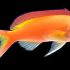 Ignitus Anthias (Pseudanthias ignitus)