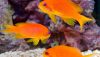 Lyretail Anthias (Pseudanthias squamipinnis)