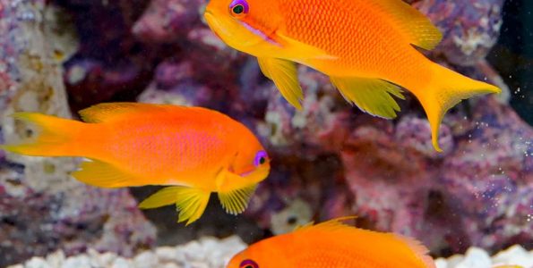 Lyretail Anthias (Pseudanthias squamipinnis)