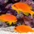 Lyretail Anthias (Pseudanthias squamipinnis)