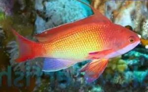 Lyretail Anthias (Pseudanthias squamipinnis)