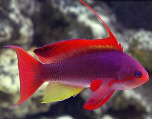 Lyretail Anthias (Pseudanthias squamipinnis)