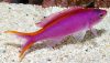Purple Queen Anthias (Pseudanthias tuka)