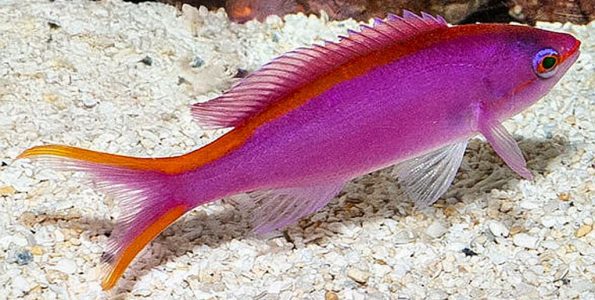 Purple Queen Anthias (Pseudanthias tuka)