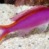Purple Queen Anthias (Pseudanthias tuka)