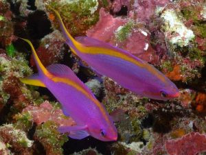 Purple-Queen-Anthias-Pseudanthias-tuka-pair