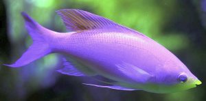 Purple Queen Anthias (Pseudanthias tuka)