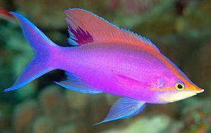 Purple Queen Anthias (Pseudanthias tuka)
